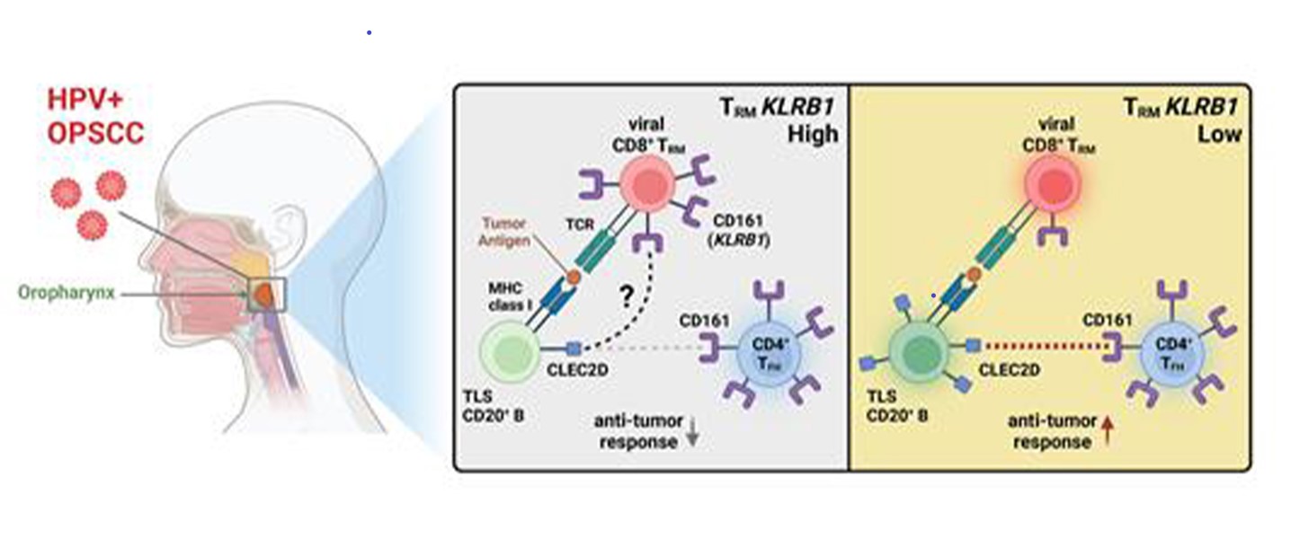 Precision Cancer Immunotherapy Target for HPV-positive Oropharyngeal Cancer Discovered